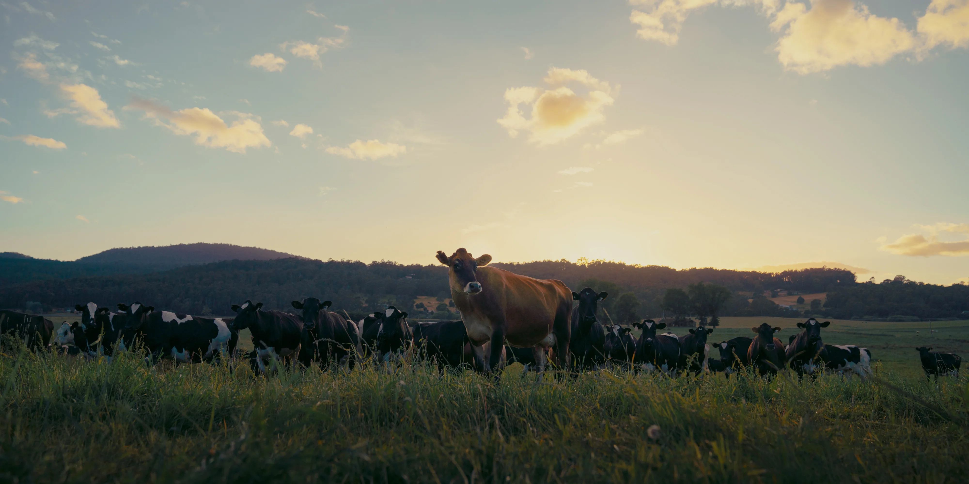 Pure Farm-Fresh Tasmanian Dairy